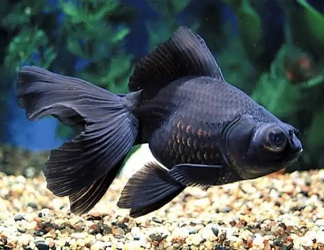 Black fish